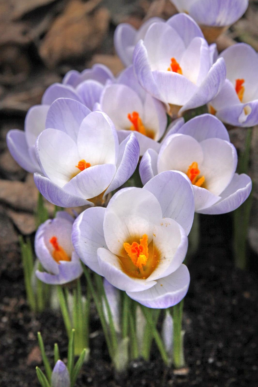 CROCUS