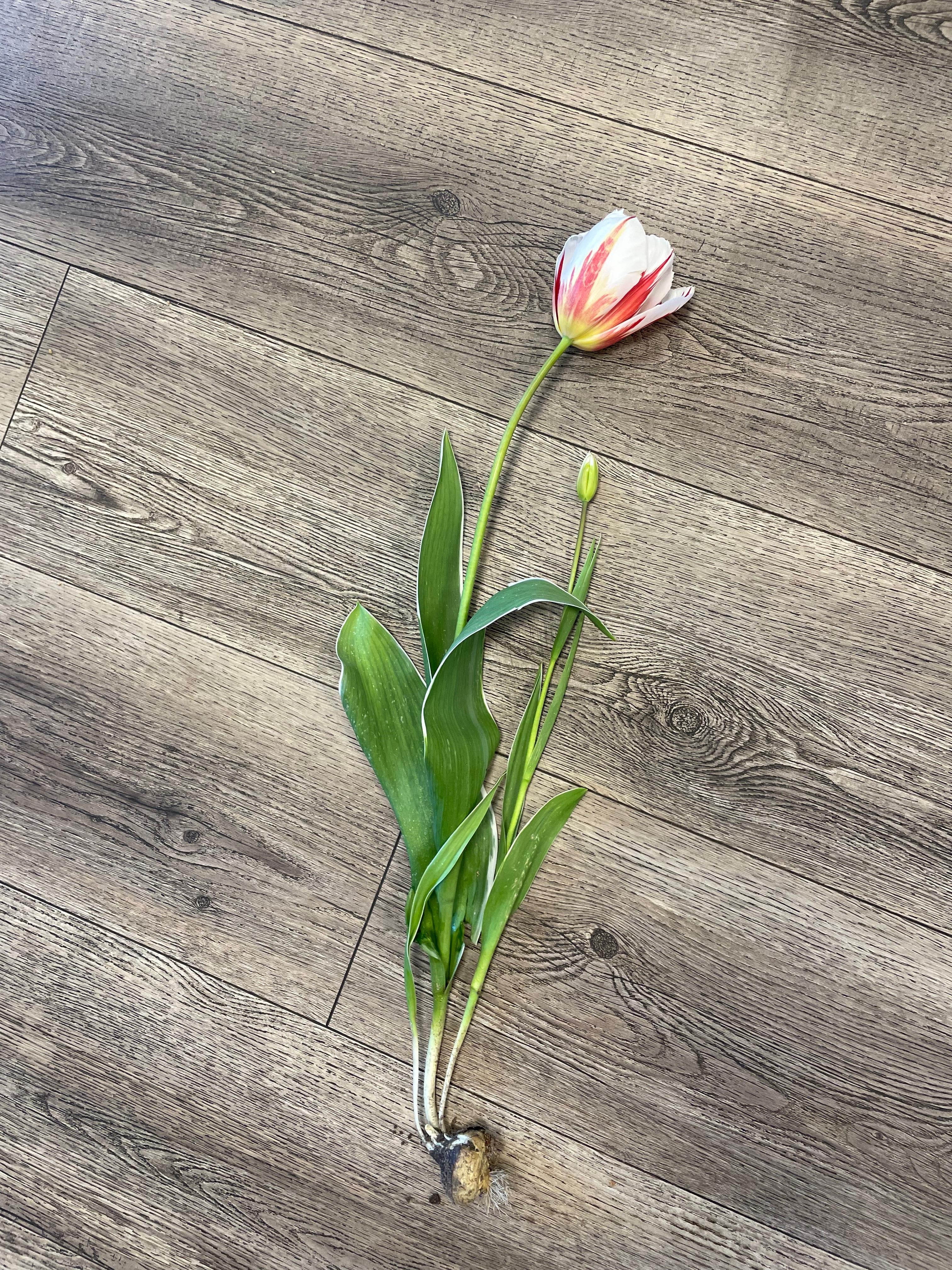 A day in the life of a bulb