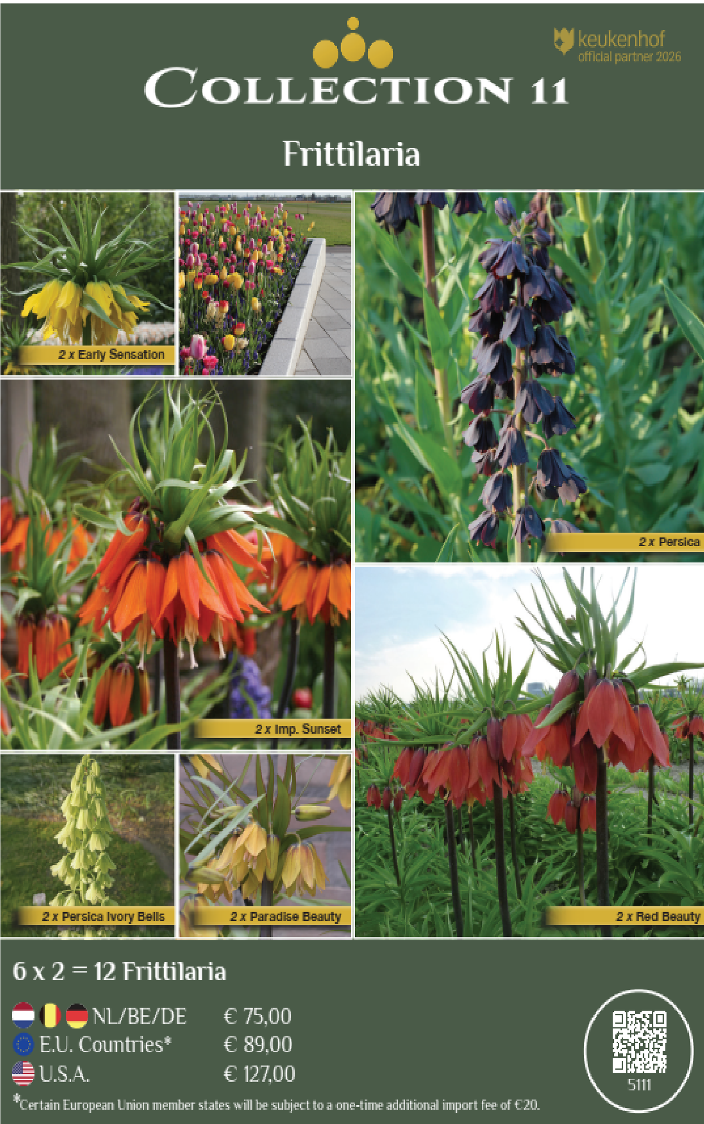 COLLECTIONS | Collection 11: Frittilaria (12 flowerbulbs)