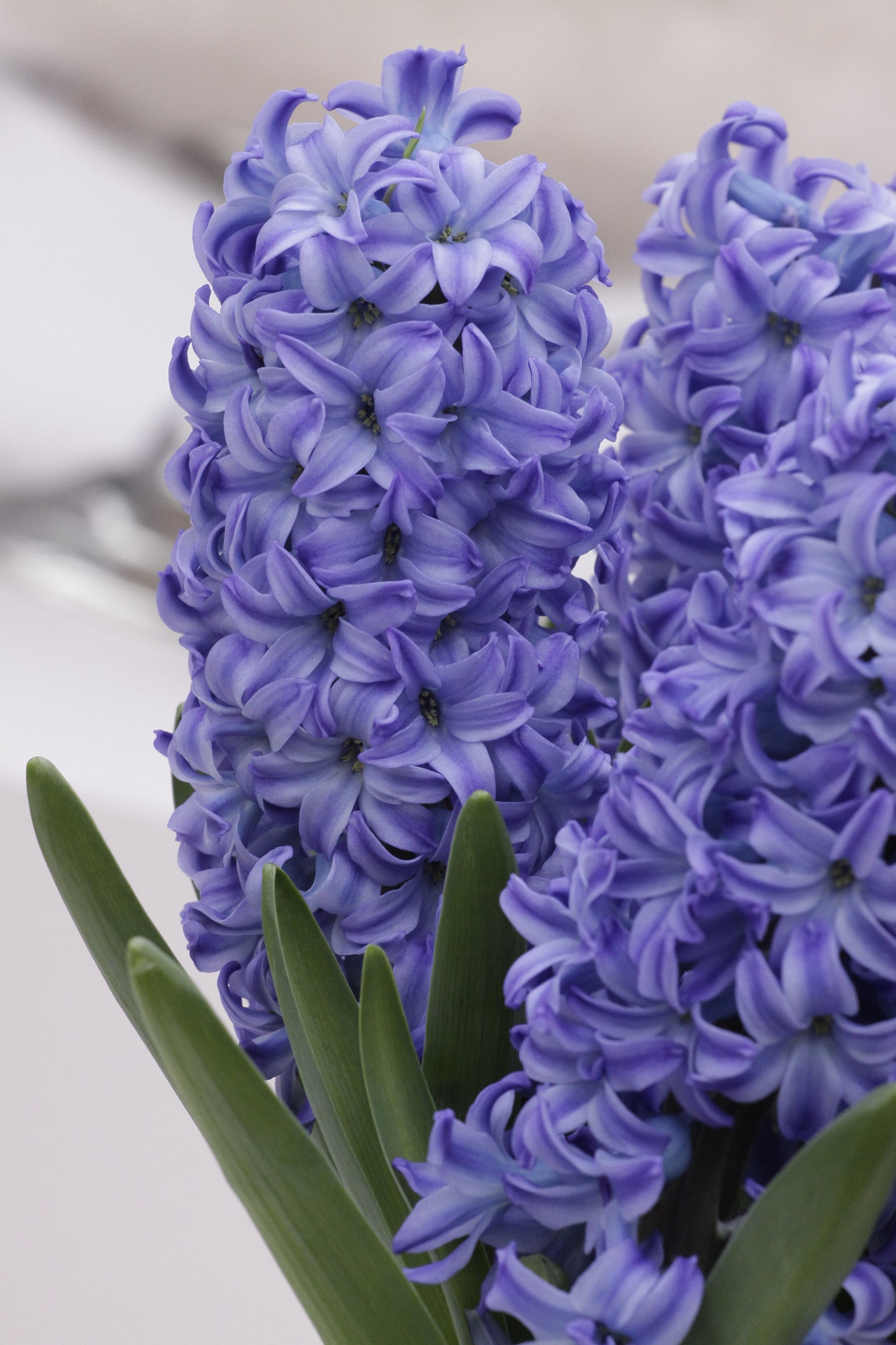 Hyacinth | Aqua (10)