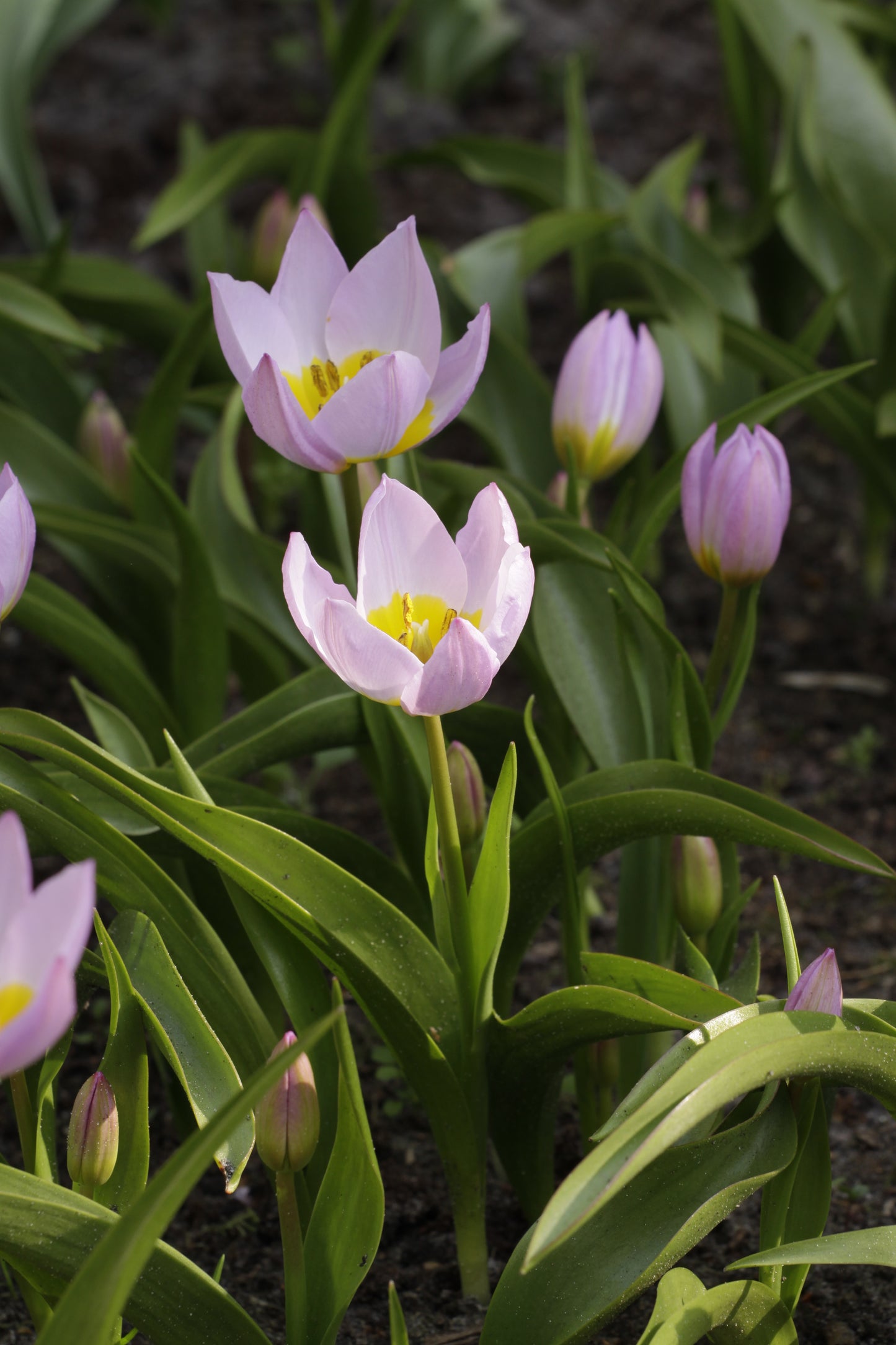 Tulpe | Bakeri Fliederwunder (15 Zwiebeln)