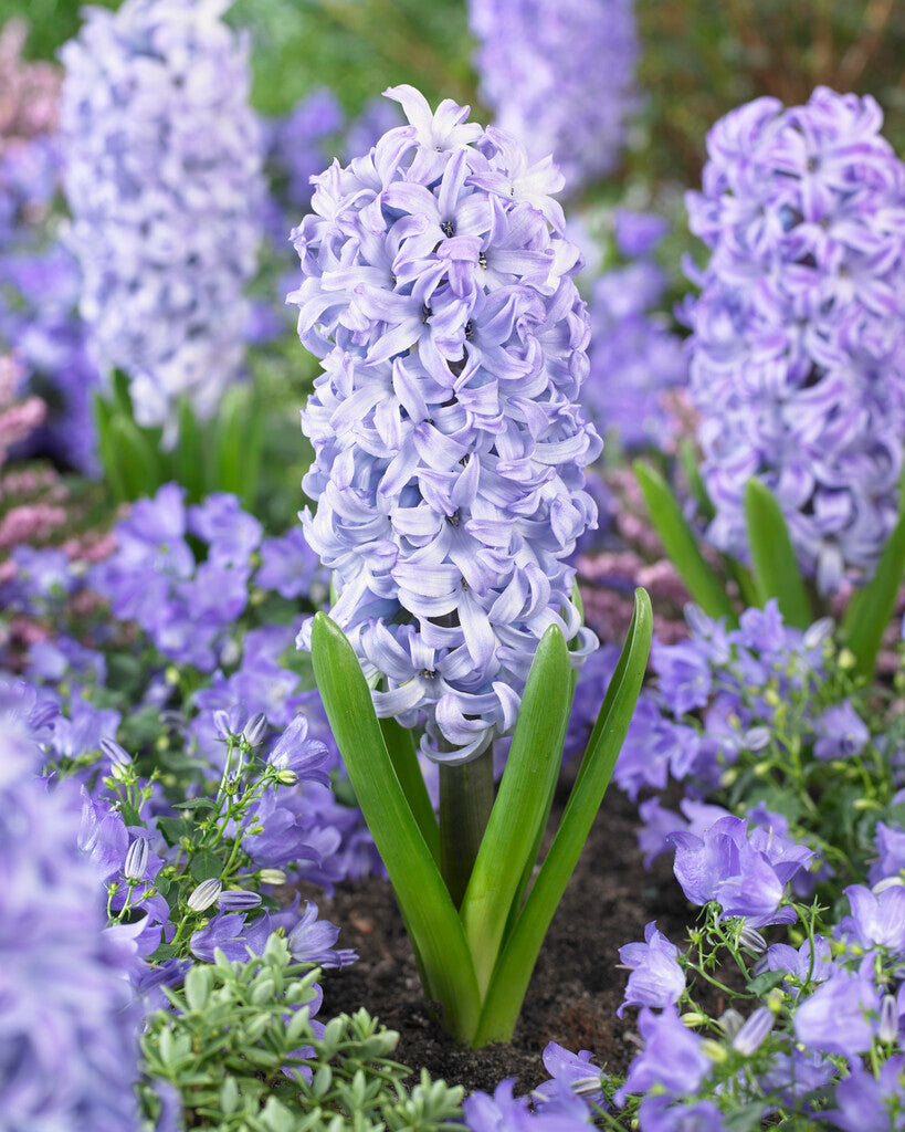 Hyacinth | Aqua (10)