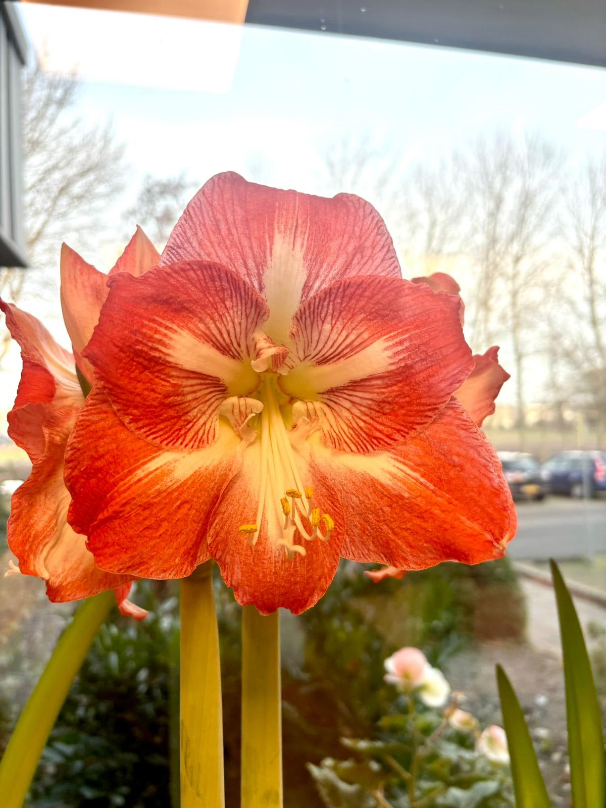 AMARYLLIS