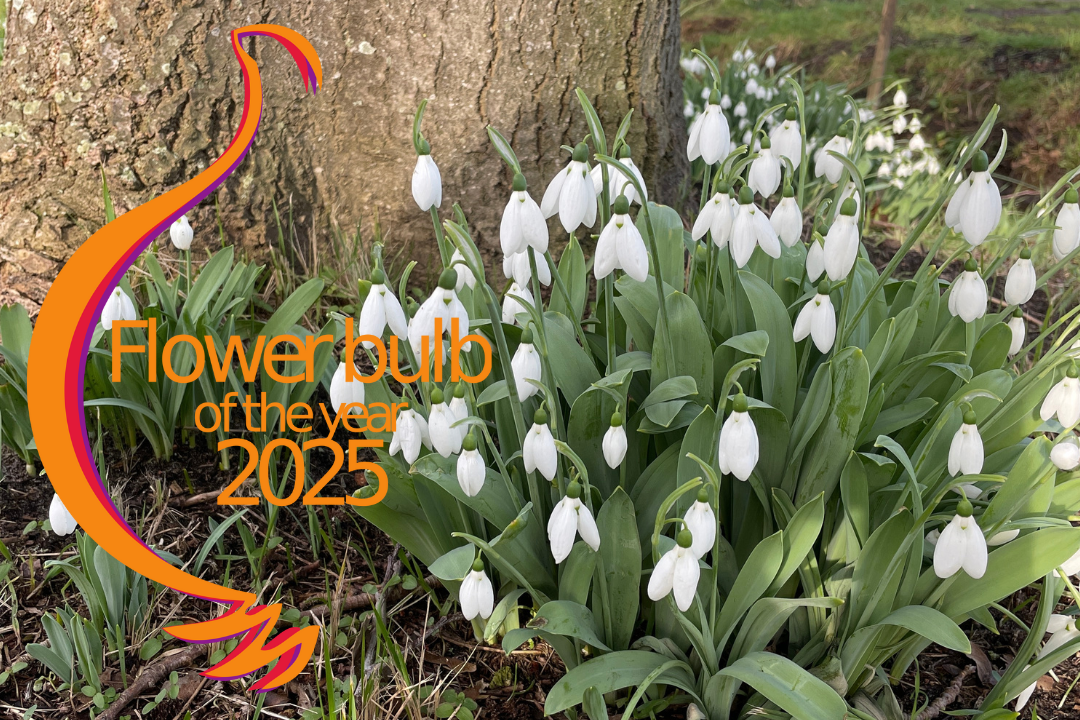 Galanthus Care & Planting Guide: Grow Beautiful Snowdrops