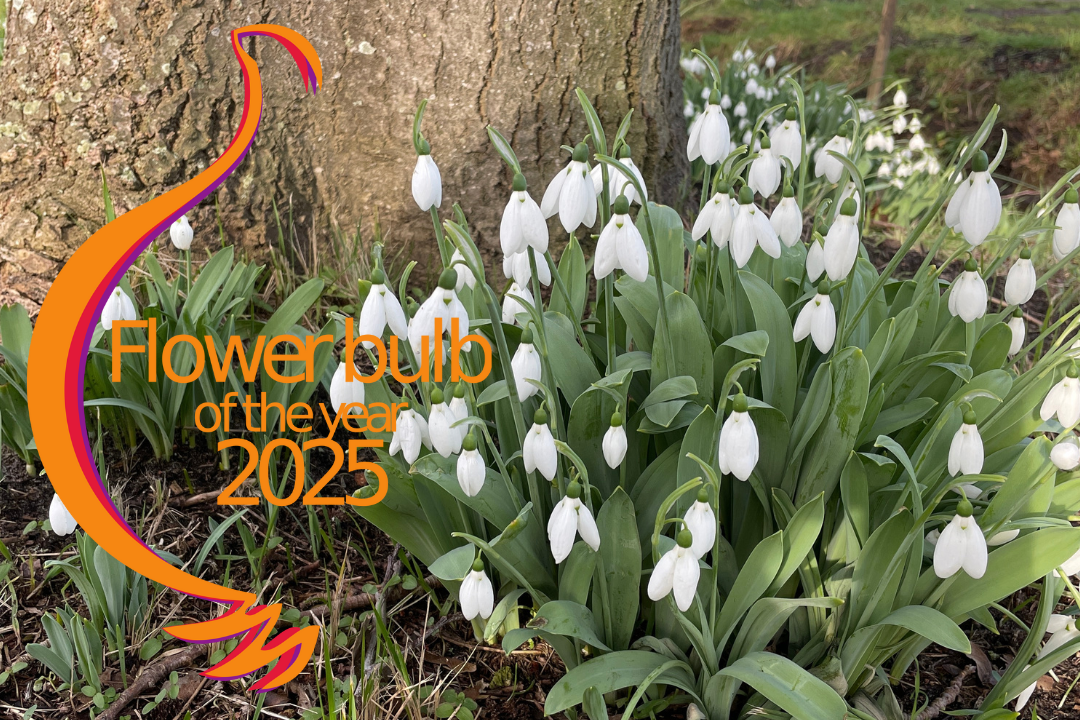 GALANTHUS