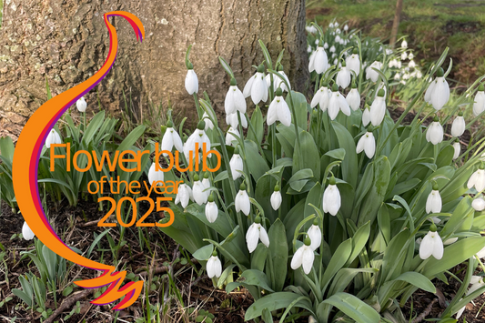 GALANTHUS