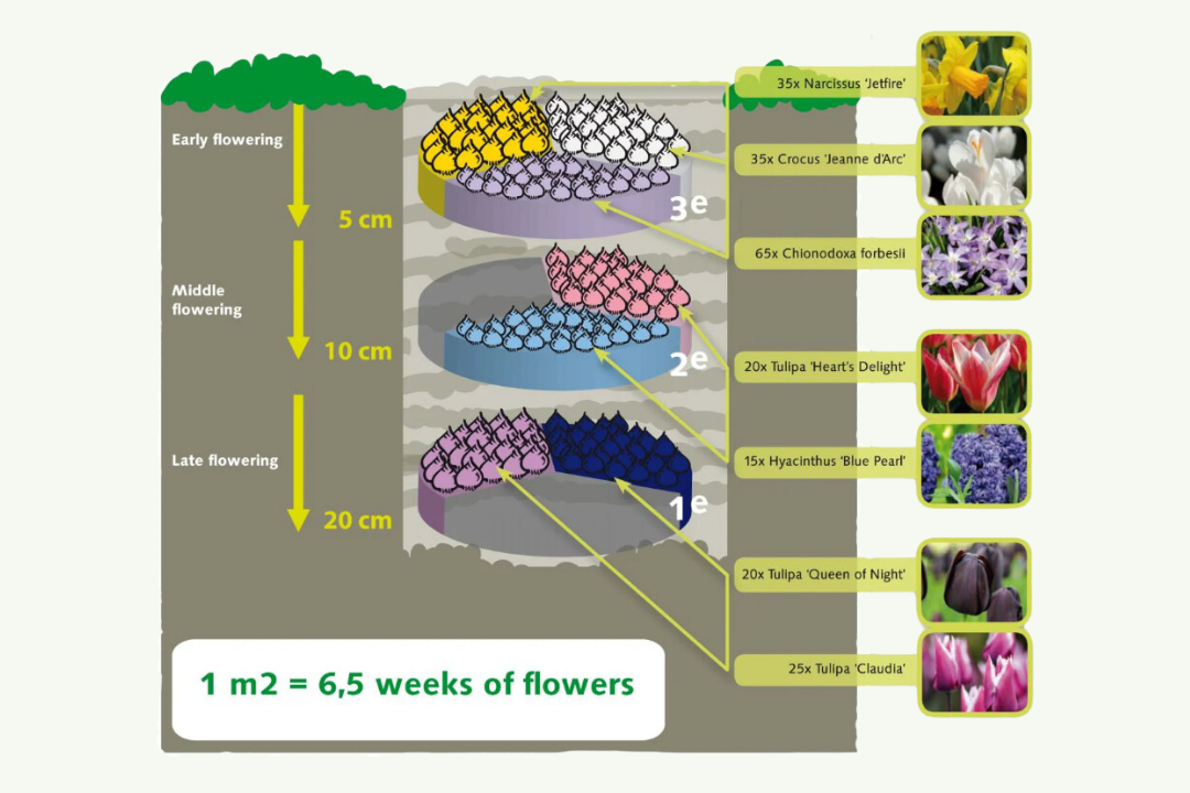 Create your own Keukenhof garden