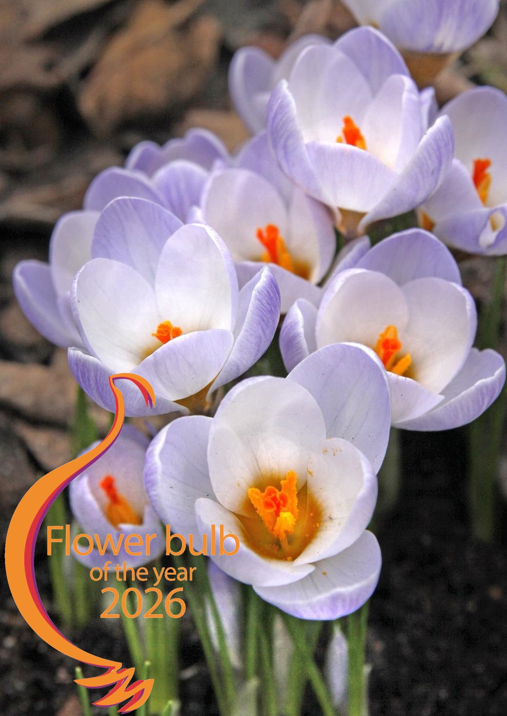 CROCUS: BULB OF THE YEAR 2026
