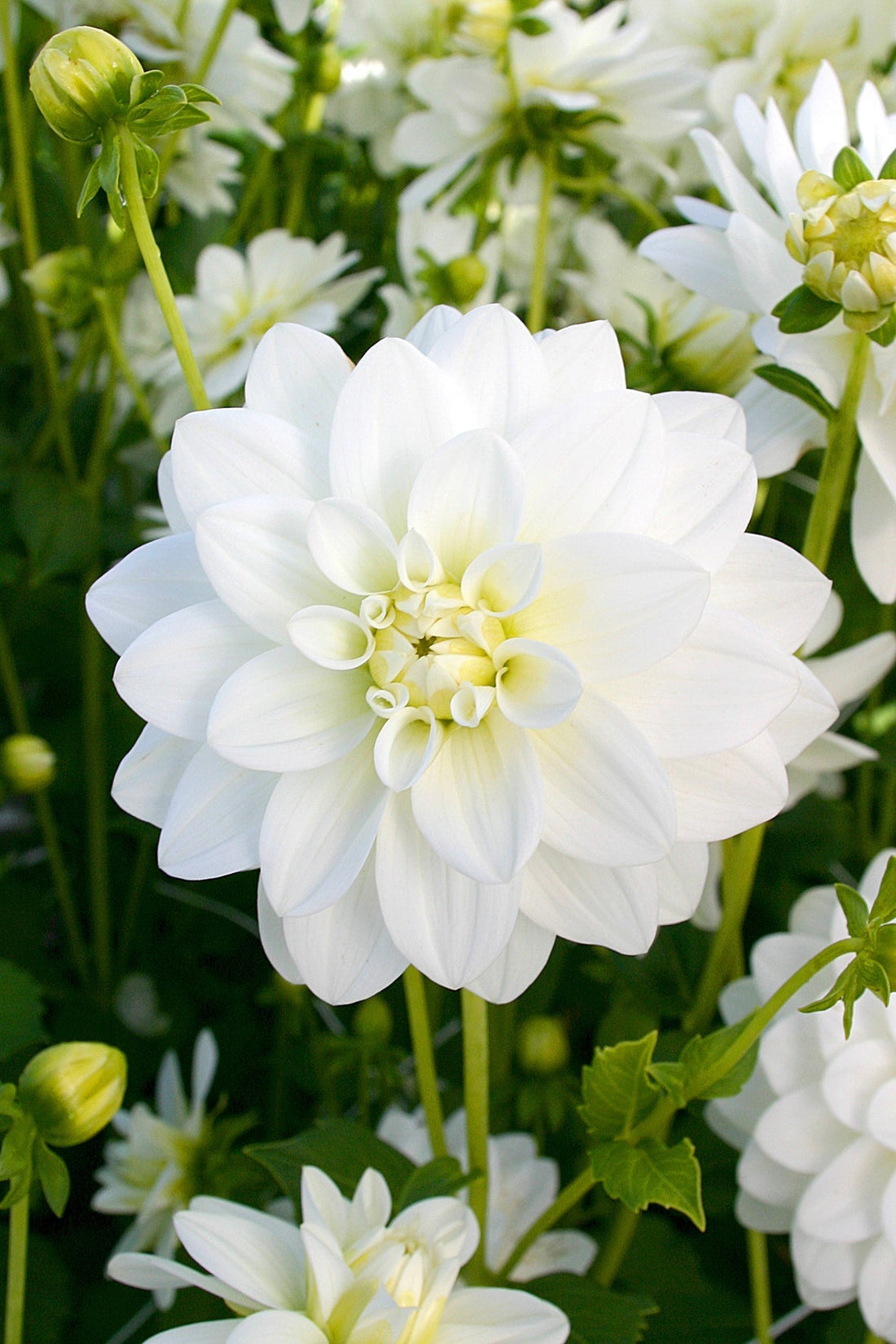 DAHLIAS: SUMMER SHOWSTOPPERS FOR YOUR GARDEN