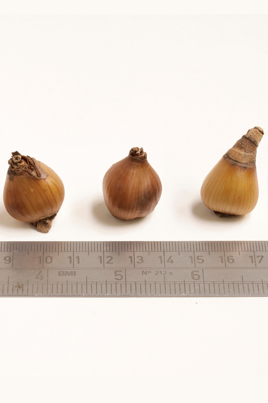 A day in the life of a bulb