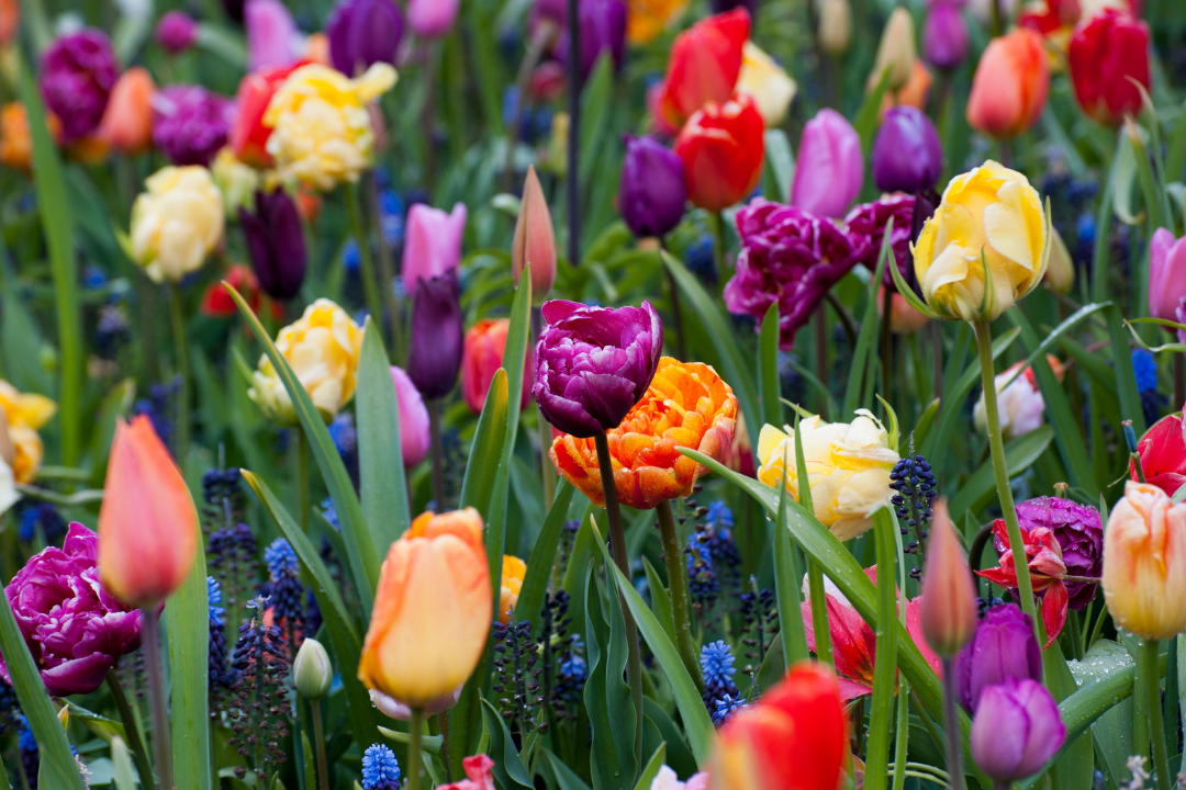 How to plant spring-flowering bulbs
