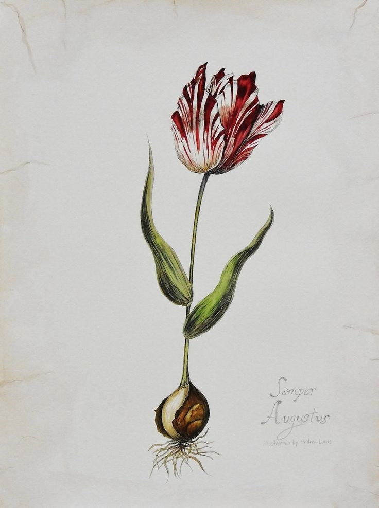 TULIP MANIA