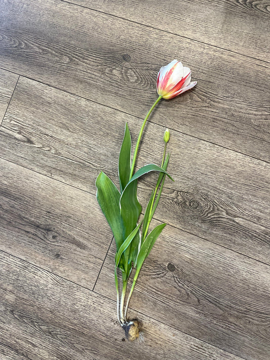 Een dag in het leven van een bol