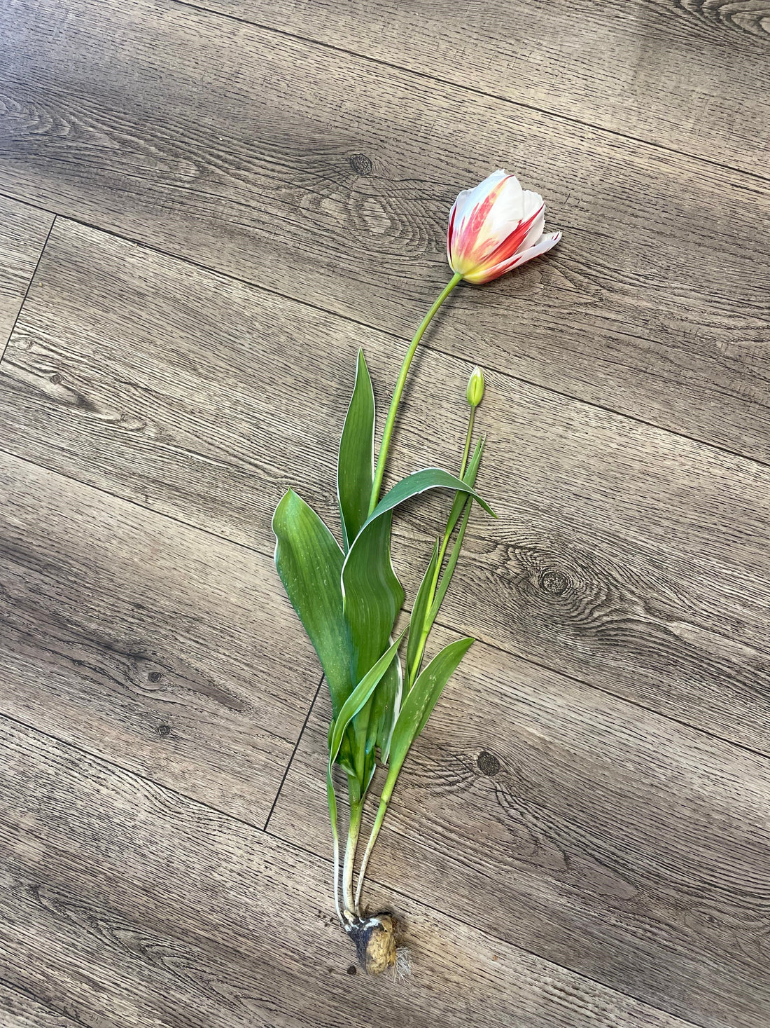 A day in the life of a bulb