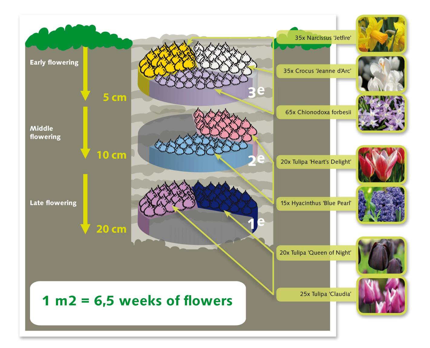 Create your own Keukenhof garden