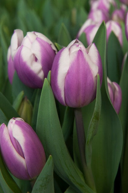 Tulip | Librije (15)