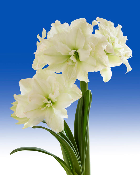 Amaryllis | Double Polar Belle (1)
