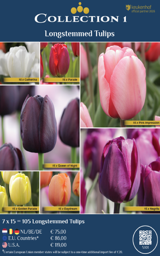 COLLECTIONS | Collection 1: Longstemmed Tulips (7 x 15 flowerbulbs)