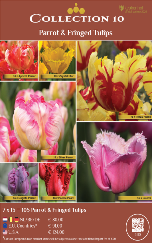 COLLECTIONS |Collection 10: Parrot & Fringed Tulips (7 x 15 flowerbulbs)