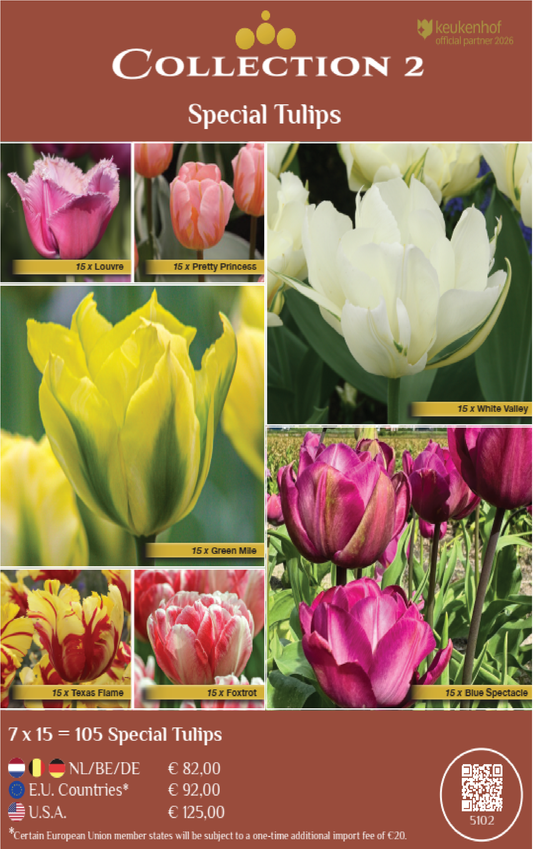 COLLECTIONS | Collection 2: Special Tulips (7 x 15 flowerbulbs)