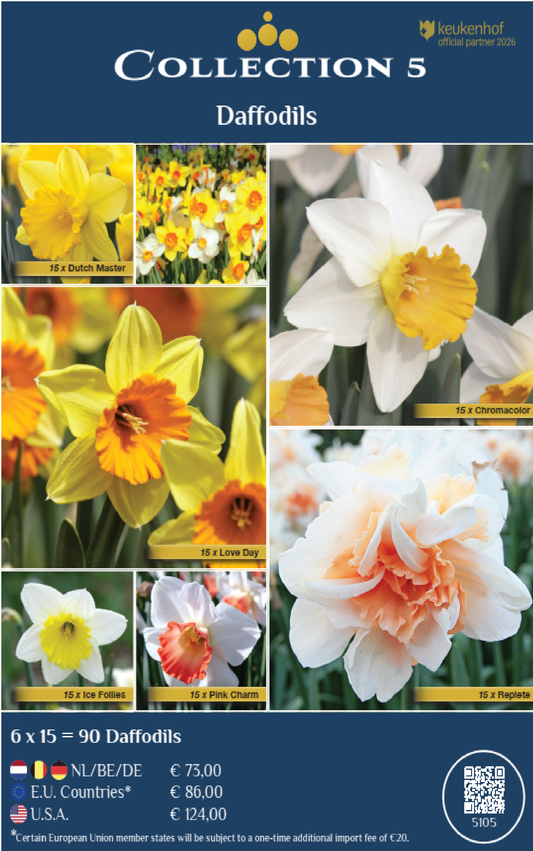 COLLECTIONS | Collection 5: Daffodils (6 x 15 flowerbulbs)