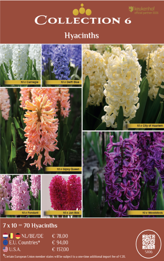 COLLECTIONS | Collection 6: Hyacinths (7 x 10 flowerbulbs)