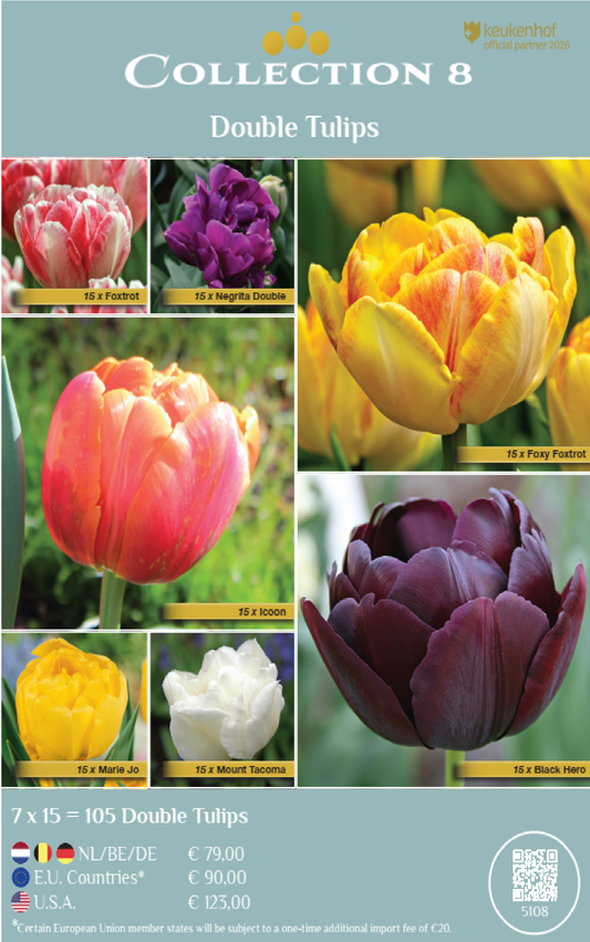 COLLECTIONS | Collection 8: Double Tulips (7 x 15 flowerbulbs)