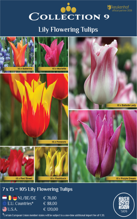 COLLECTIONS | Collection 9: Lily flowering Tulips (7 x 15 flowerbulbs)