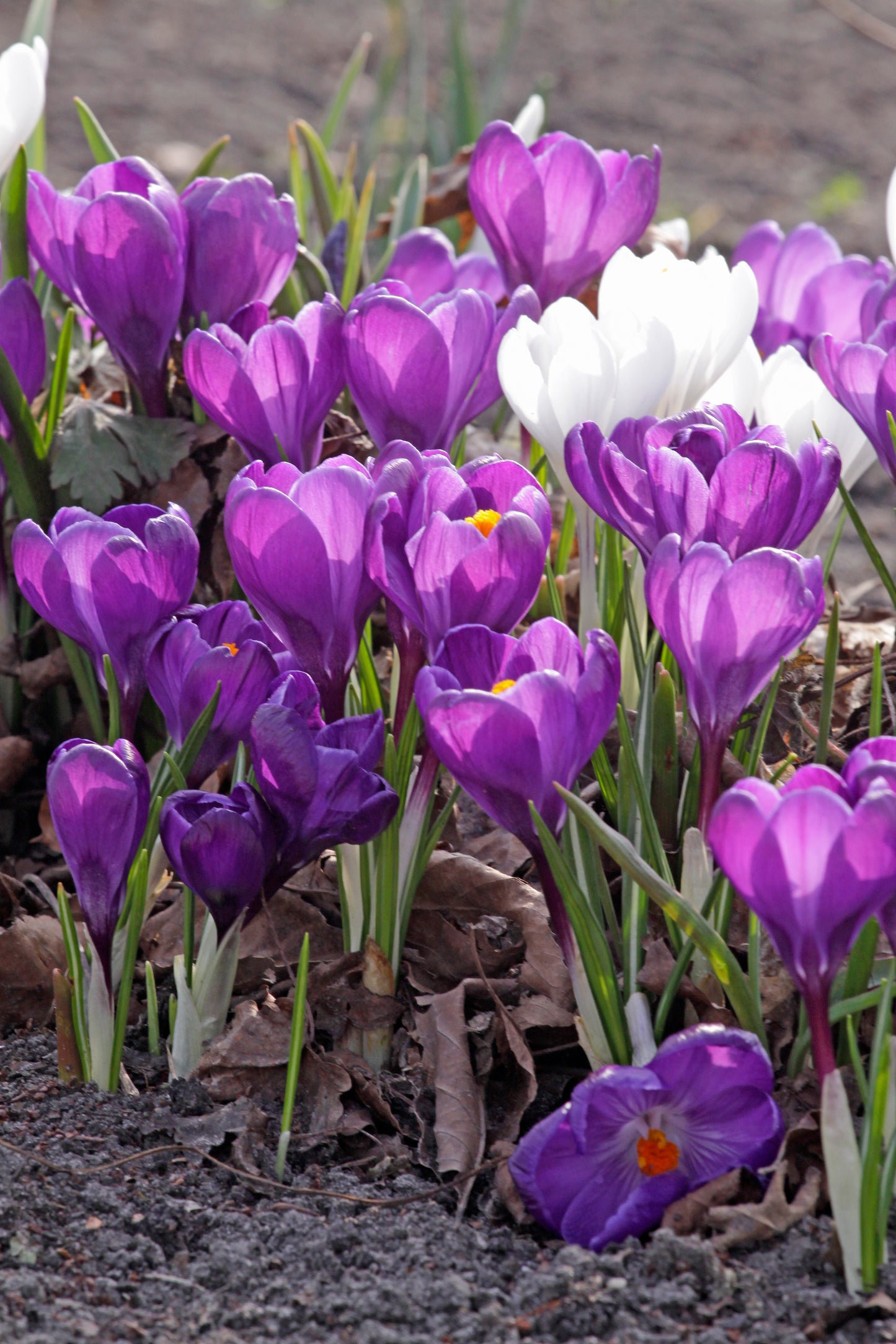 Crocus | Crocus Vernus Blue (25)