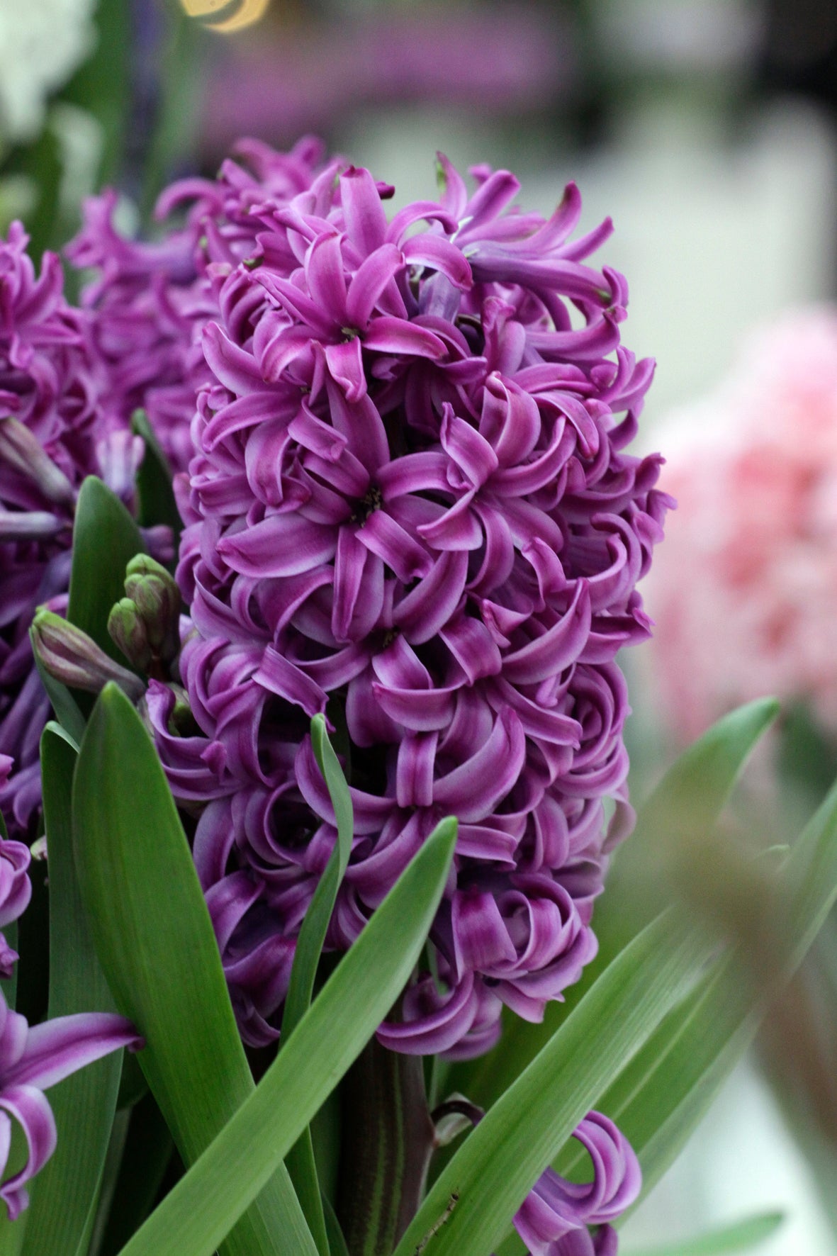 Hyacinth | Purple Sensation (10 bulbs)