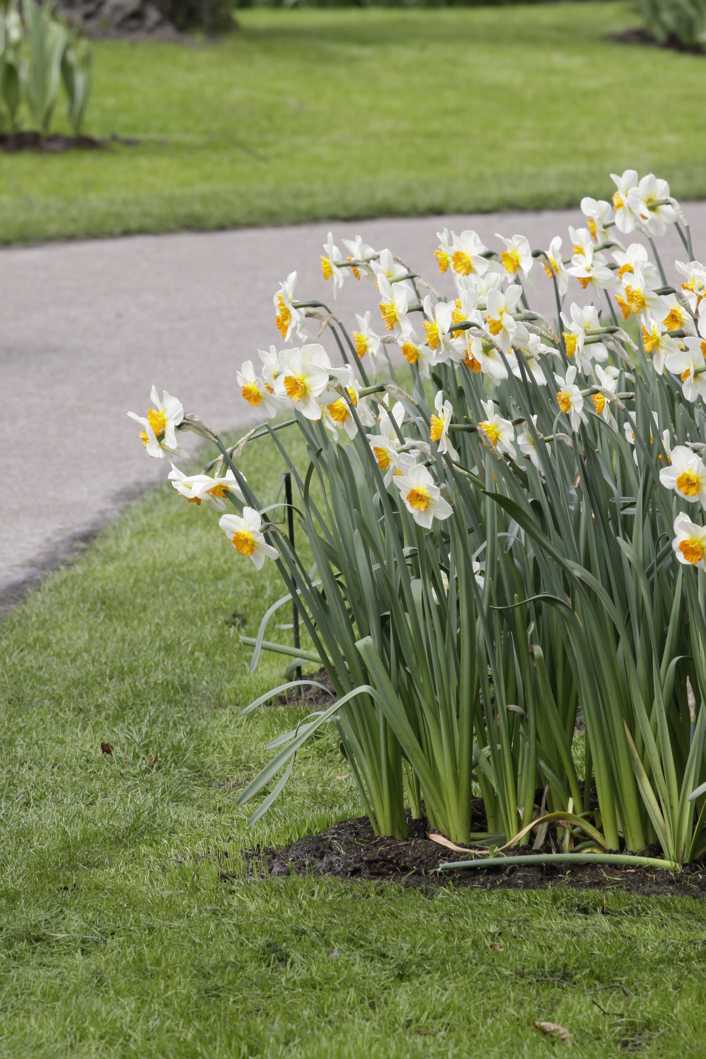 Daffodil | Barrett Browning (15 bulbs)