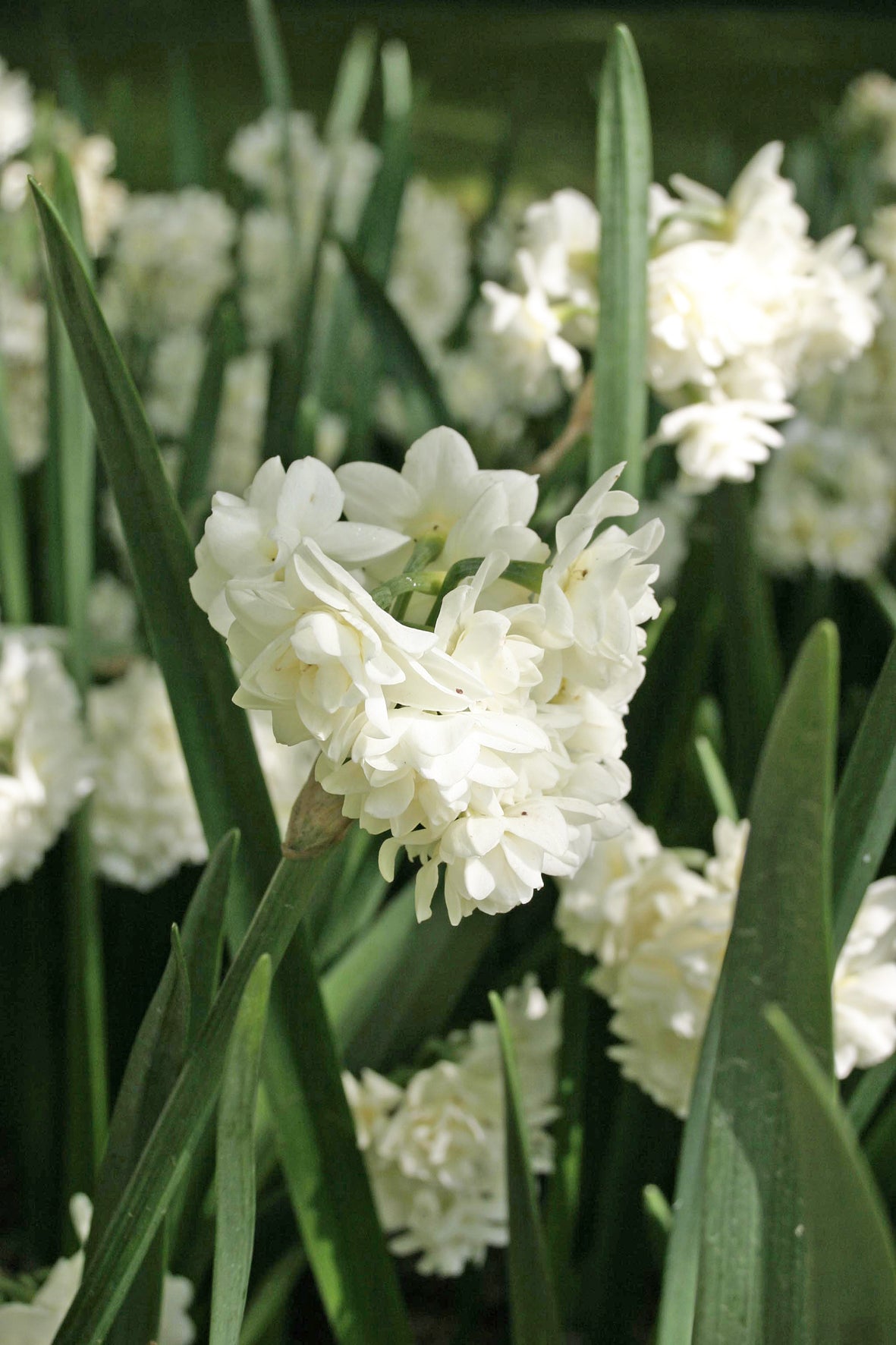 Daffodil | Erlicheer (15 bulbs)