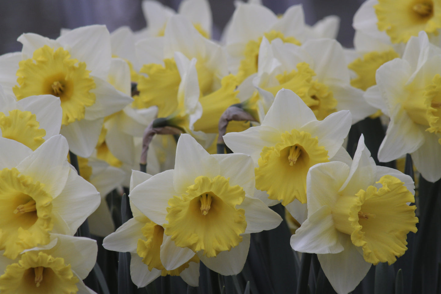 Daffodil | Las Vegas (15 bulbs)