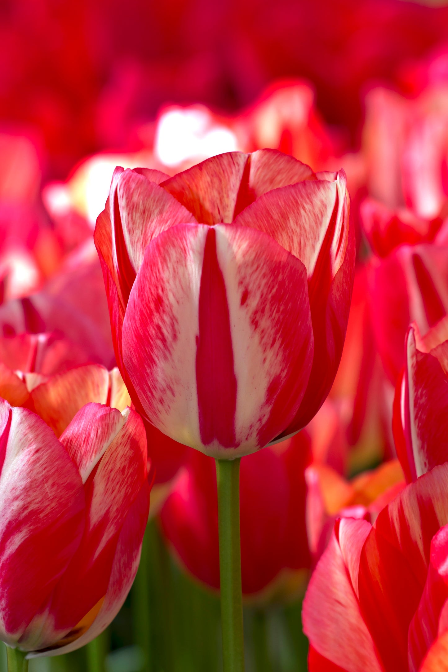 Tulip | Spryng Break (15 bulbs)