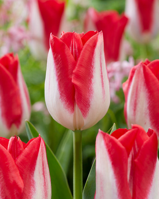 Tulip | Kissable (15)