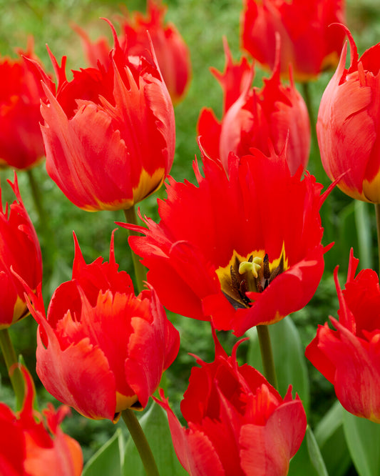 Tulpe | Robbedoes (15)