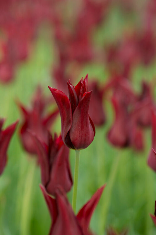 Tulpe | Sarah Raven (15)