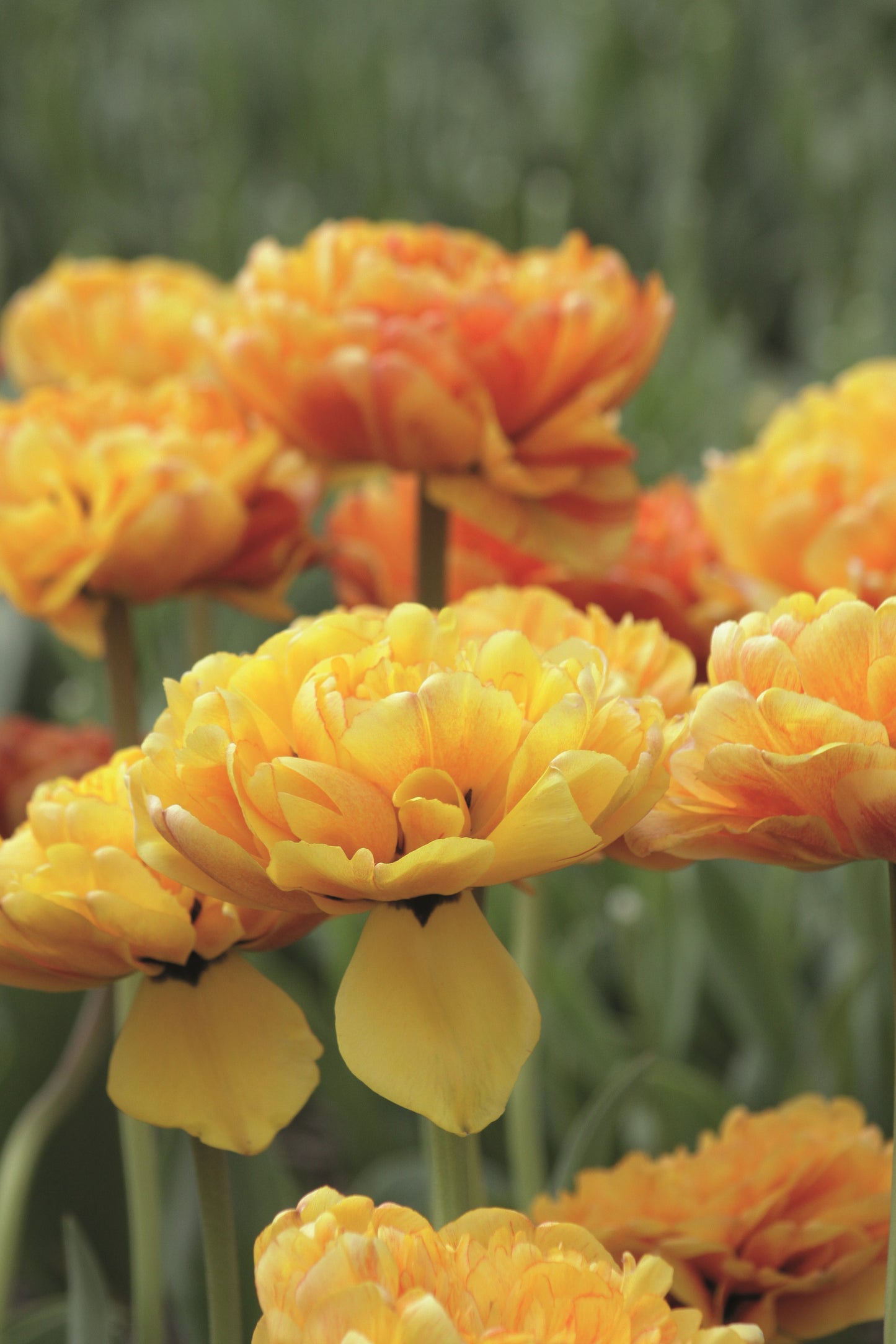 Tulpe | Sun Lover (15)