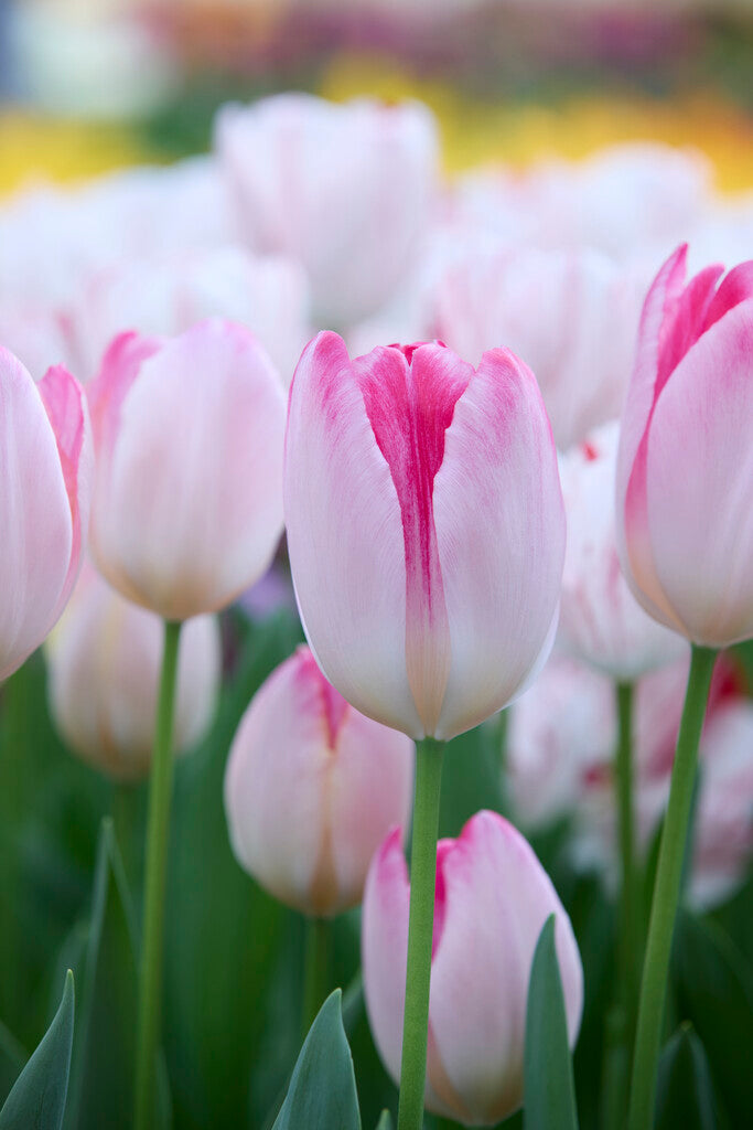 Tulpe | Supri Erotic (15)
