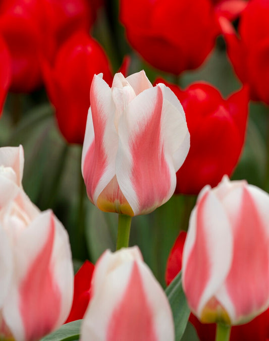 Tulip | Willem Vanden Akker (15)