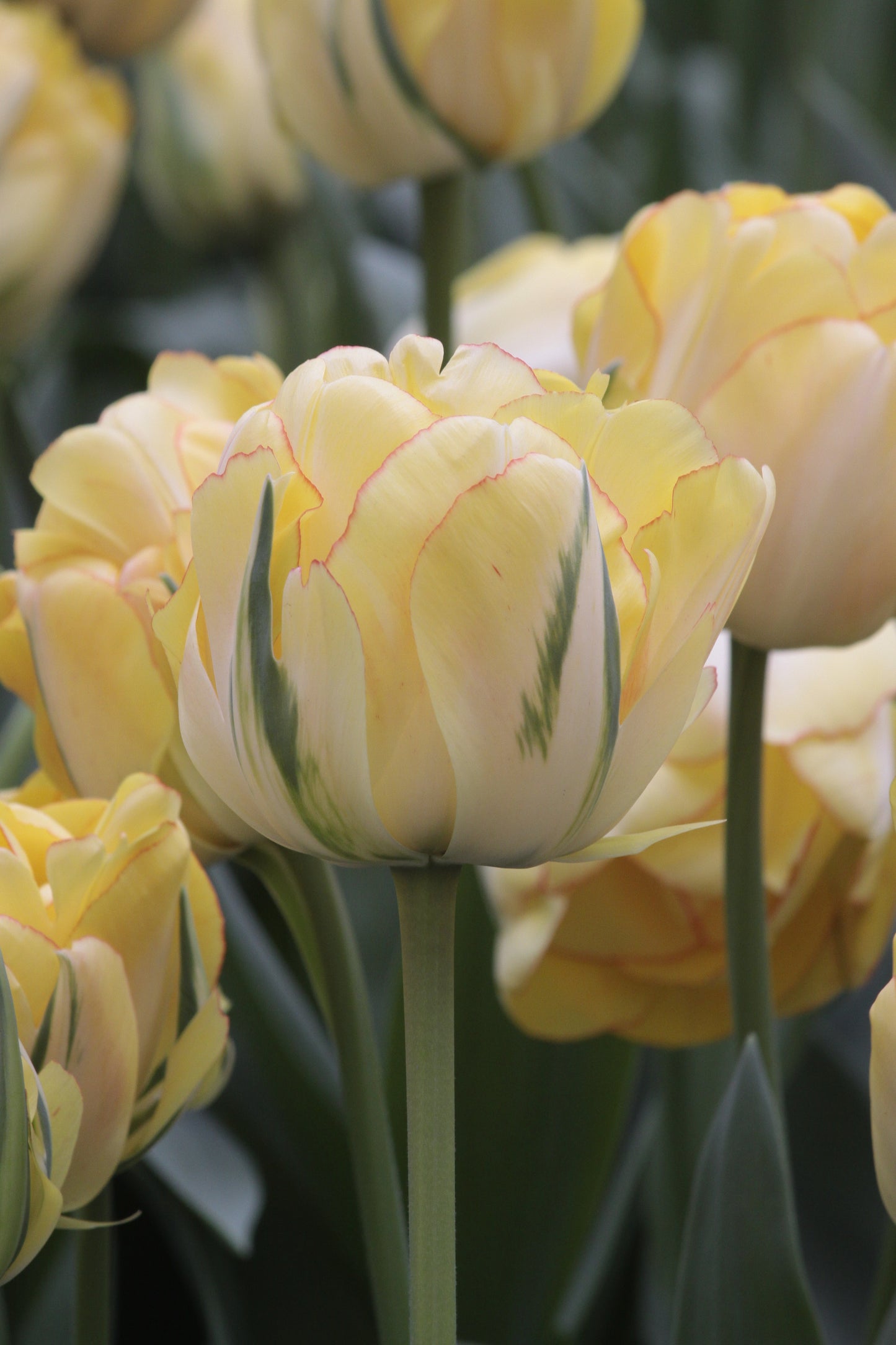 Tulip | Akebono (15 bulbs)