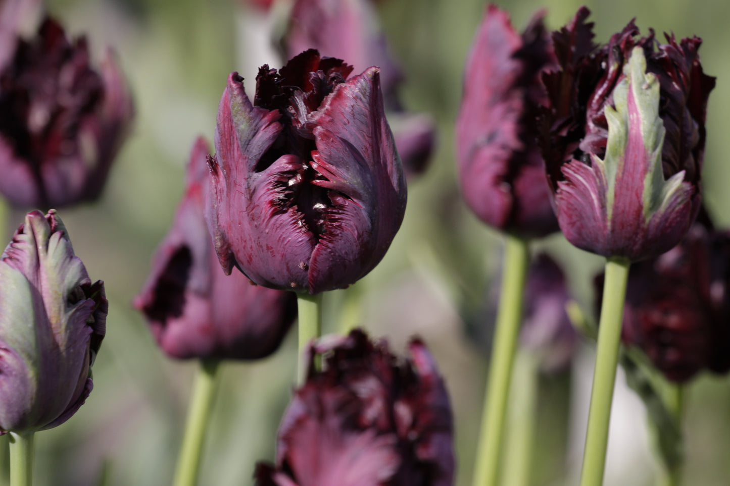 Tulip | Black Parrot (15 bulbs)