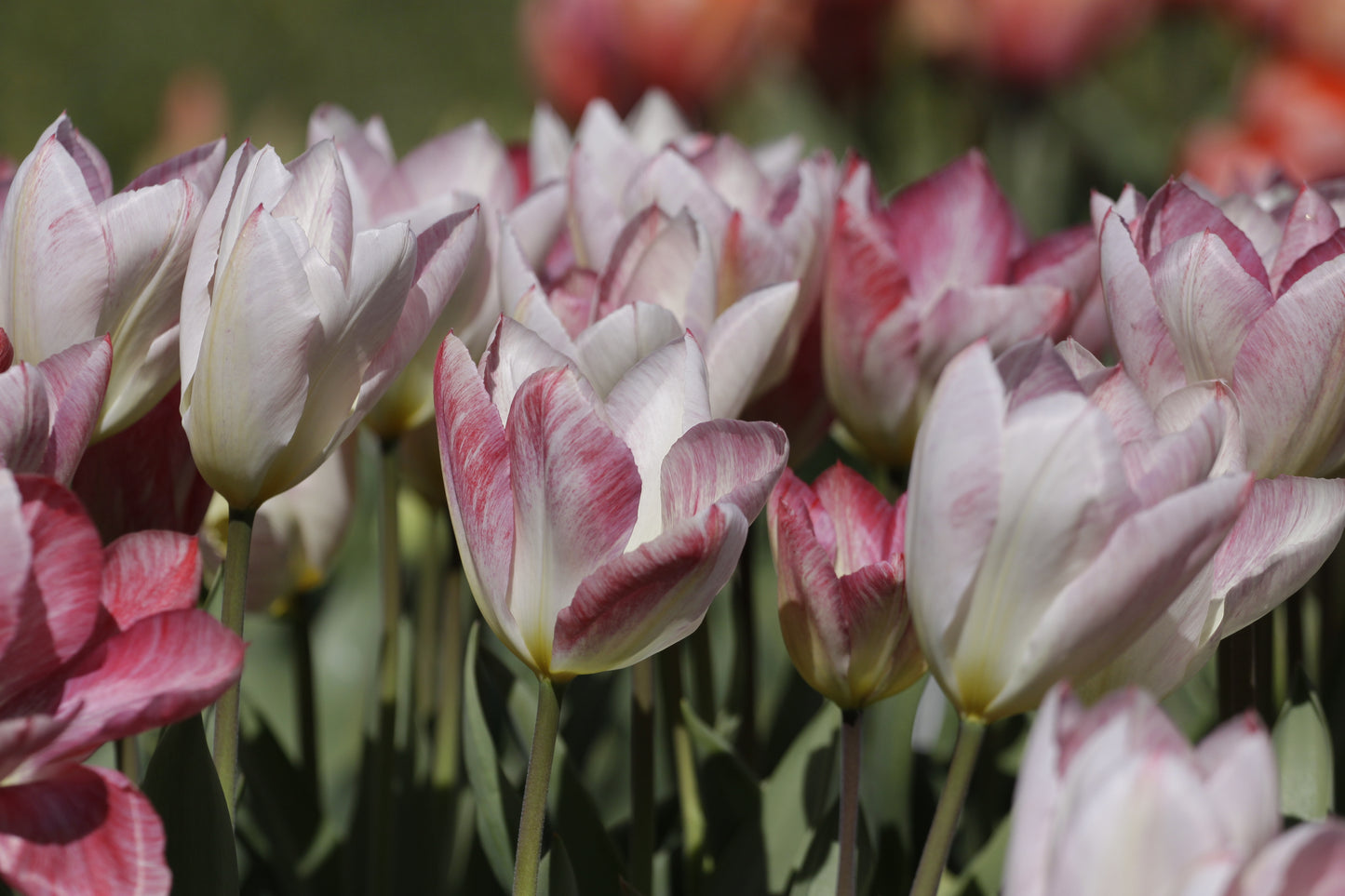 Tulip | Flaming Purissima (15 bulbs)
