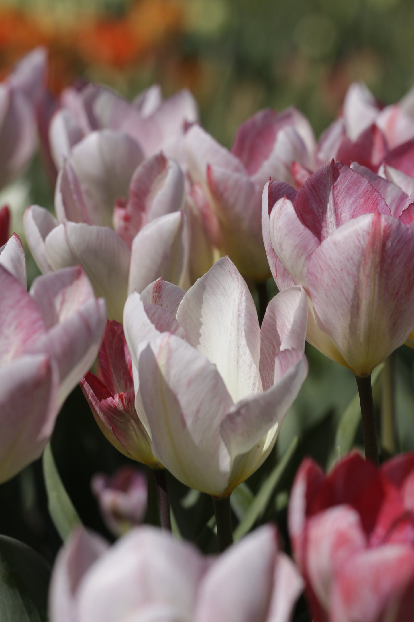 Tulip | Flaming Purissima (15 bulbs)