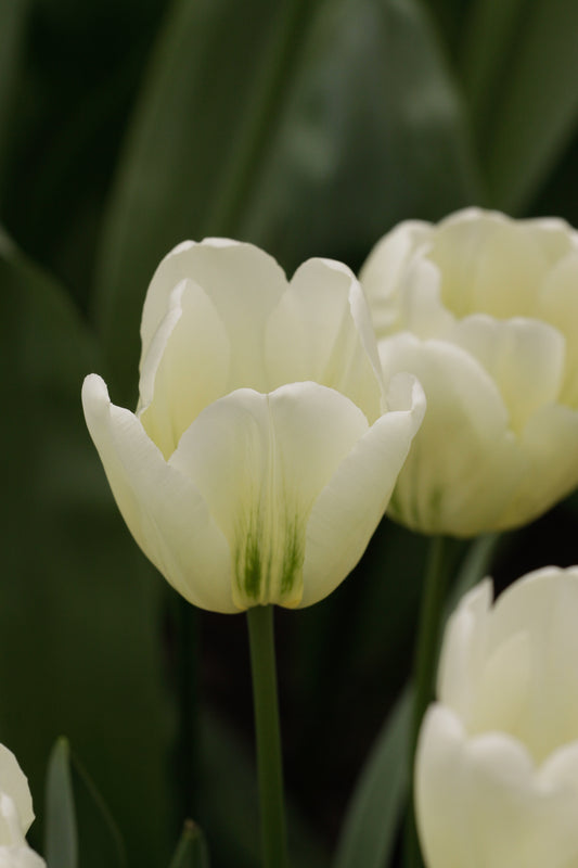 Tulip | Green Spirit (15)
