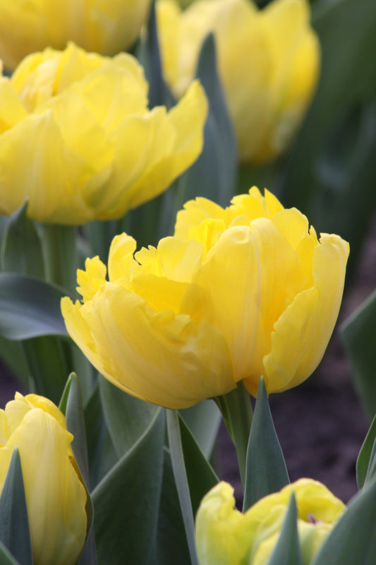 Tulip | Marie Jo (15)