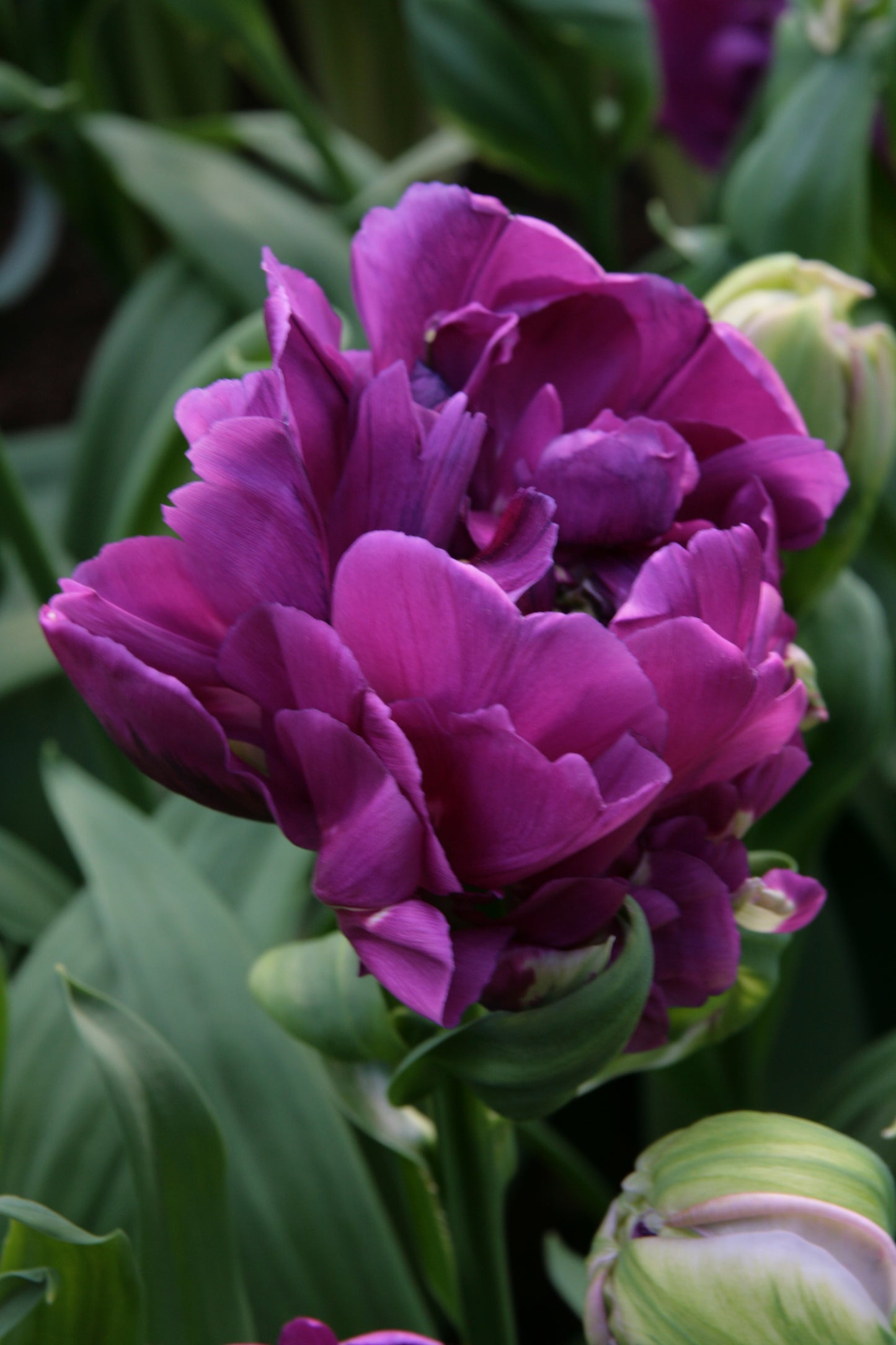 Tulip | Negrita Double (15 bulbs)
