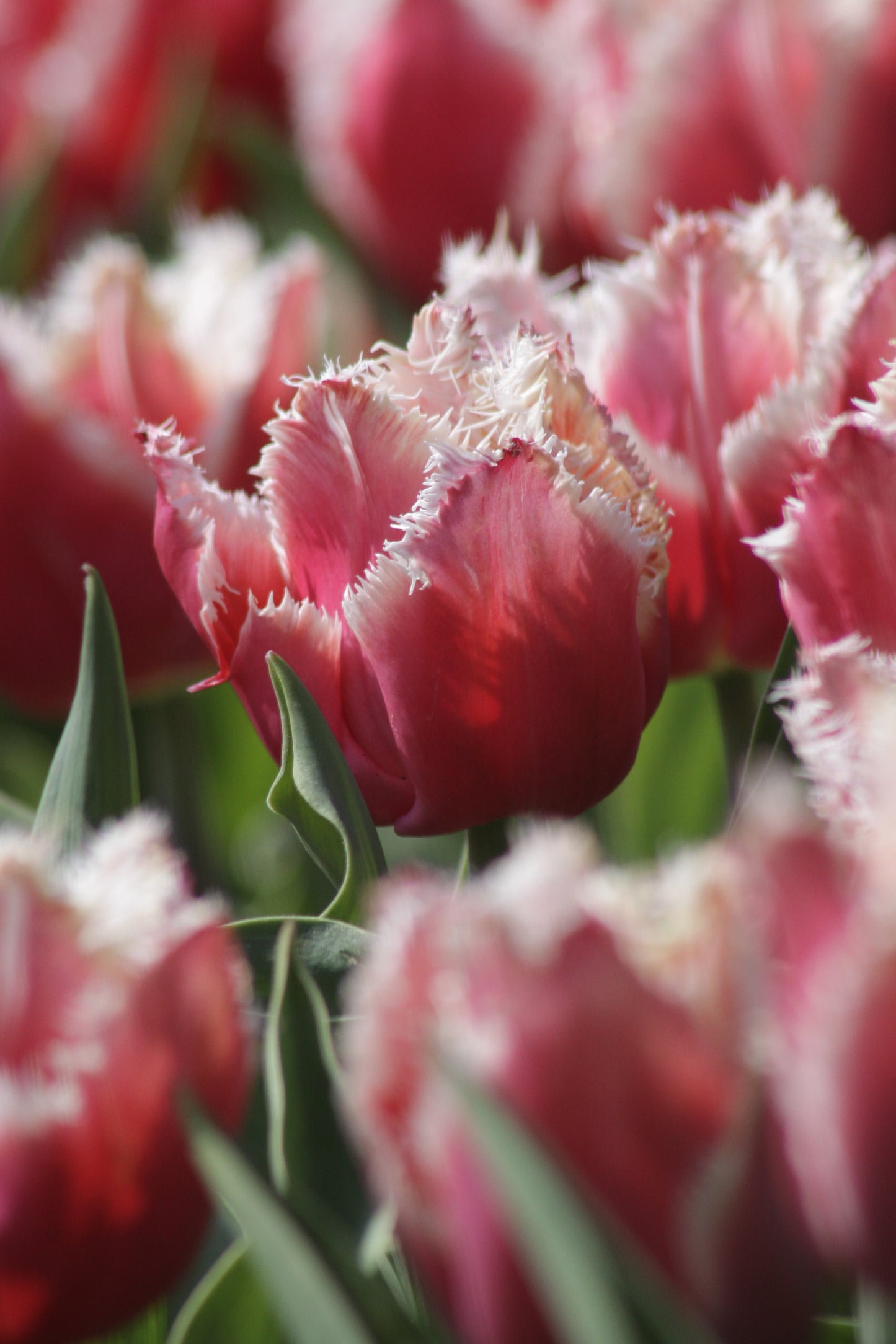 Tulip | New Santa (15)