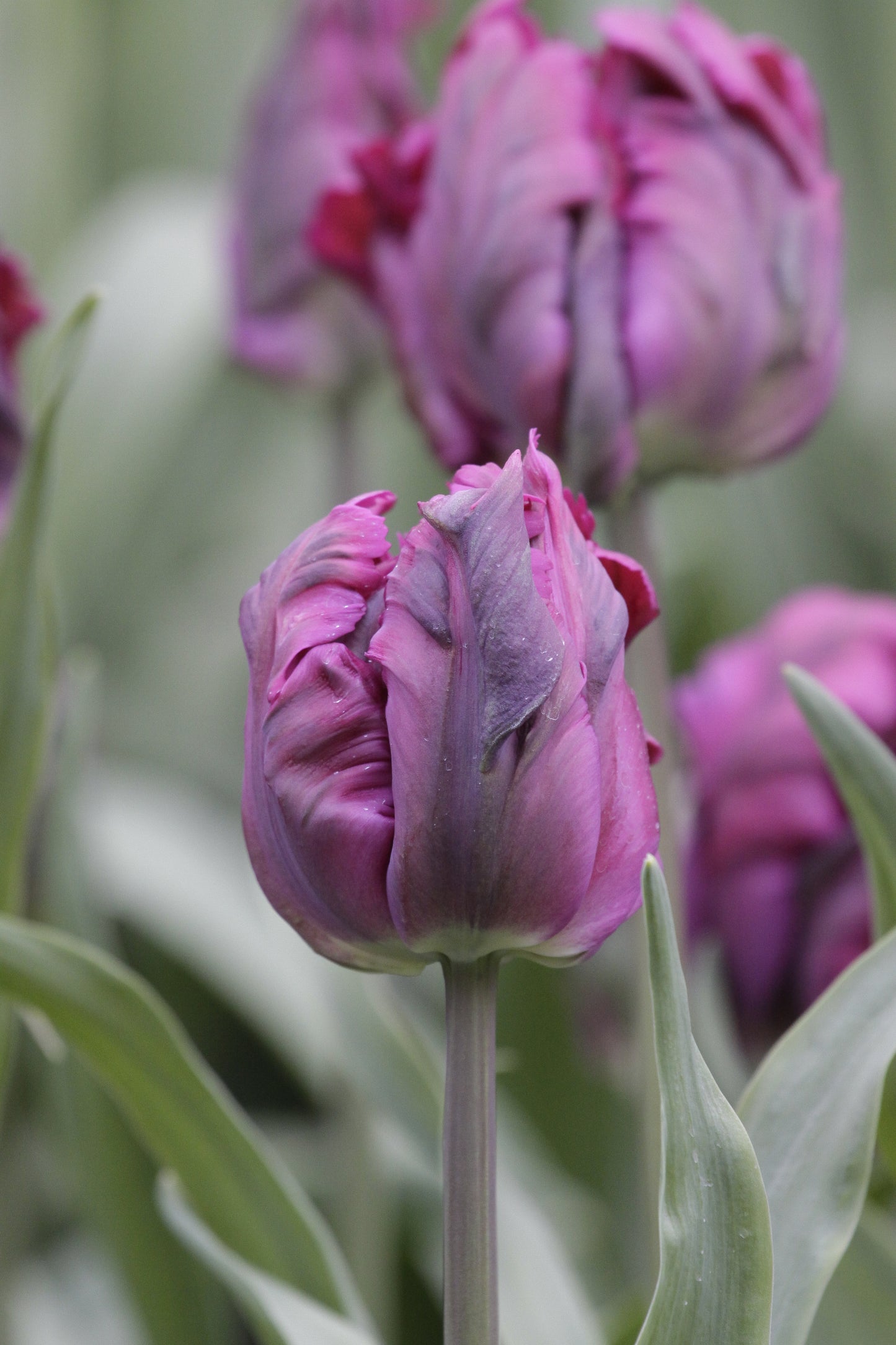 Tulip | Negrita Parrot (15 bulbs)