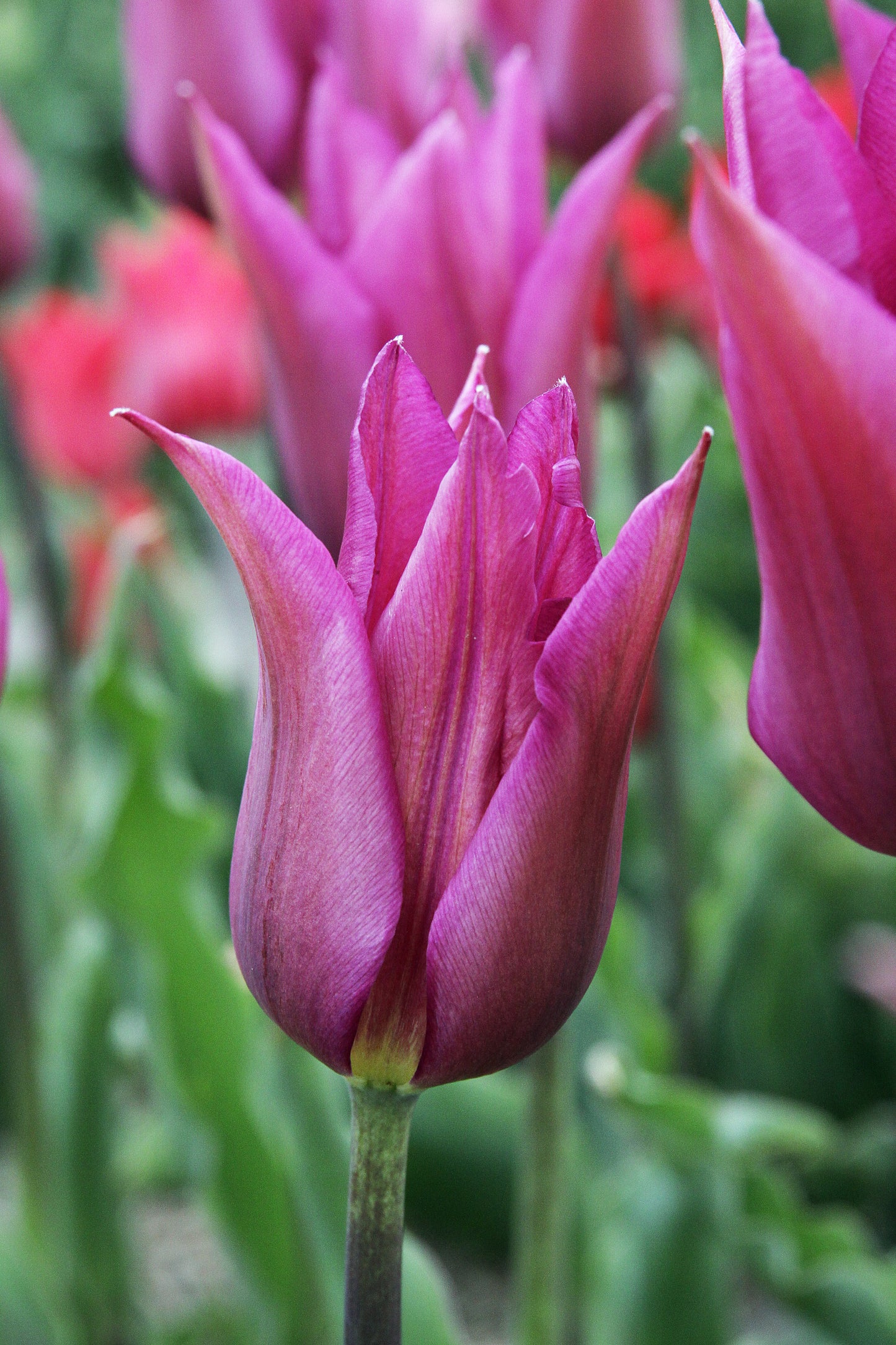 Tulip | Purple Dream (15 bulbs)